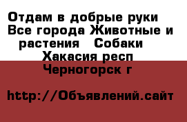 Отдам в добрые руки  - Все города Животные и растения » Собаки   . Хакасия респ.,Черногорск г.